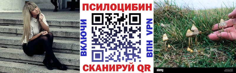 Купить закладки  Гвардейск  Галлюциногенные грибы Cubensis 